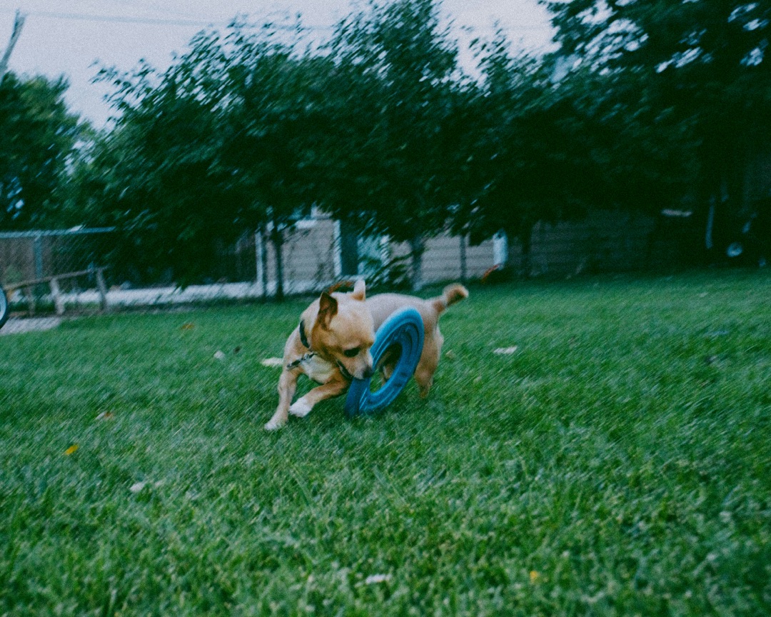 走る愛犬のイメージ