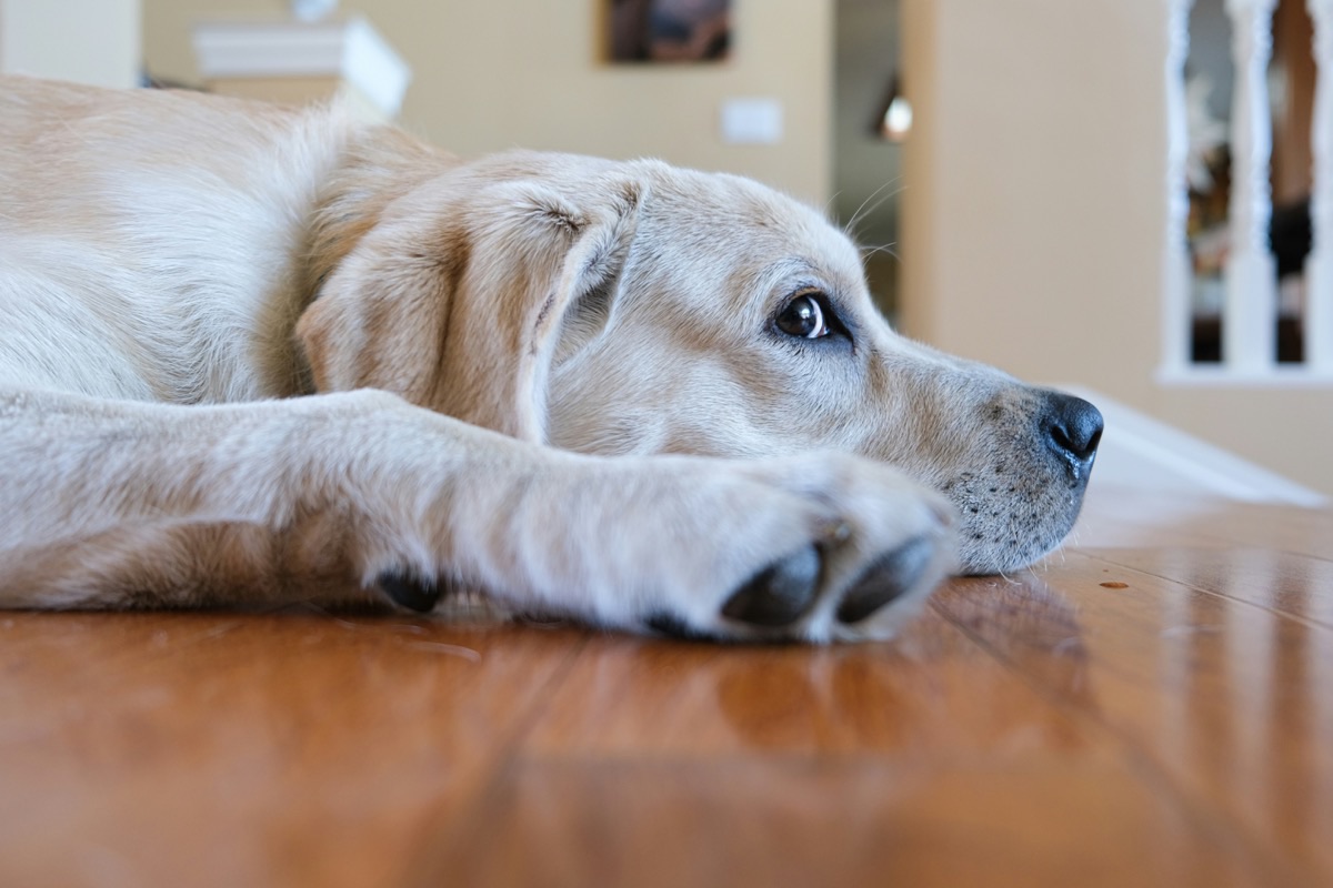 室内でくつろぐ愛犬