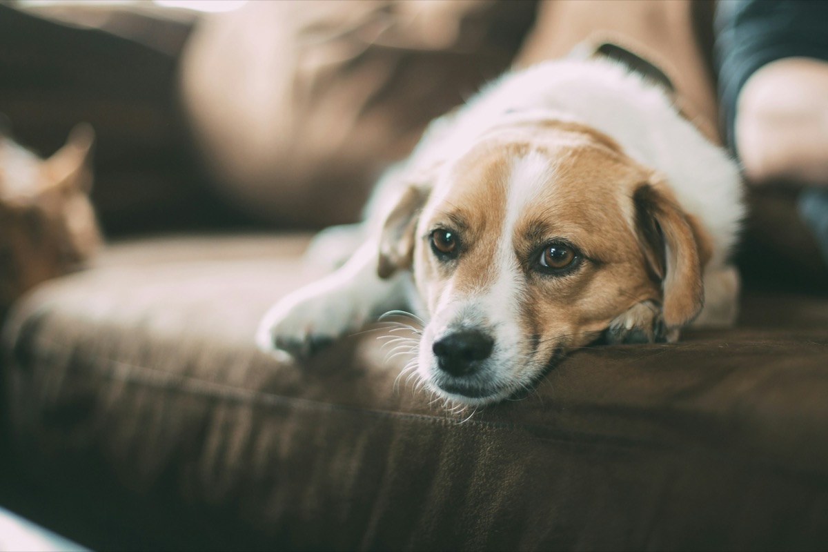 室内でくつろぐ愛犬