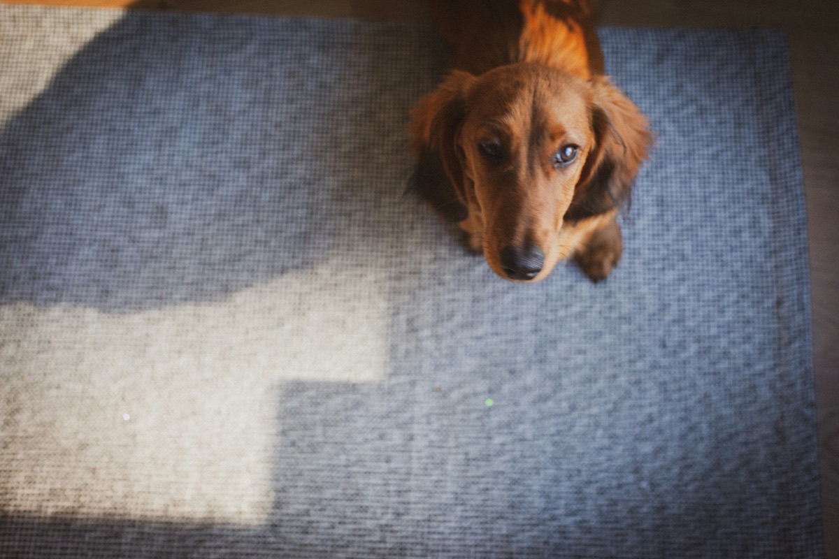待っている愛犬