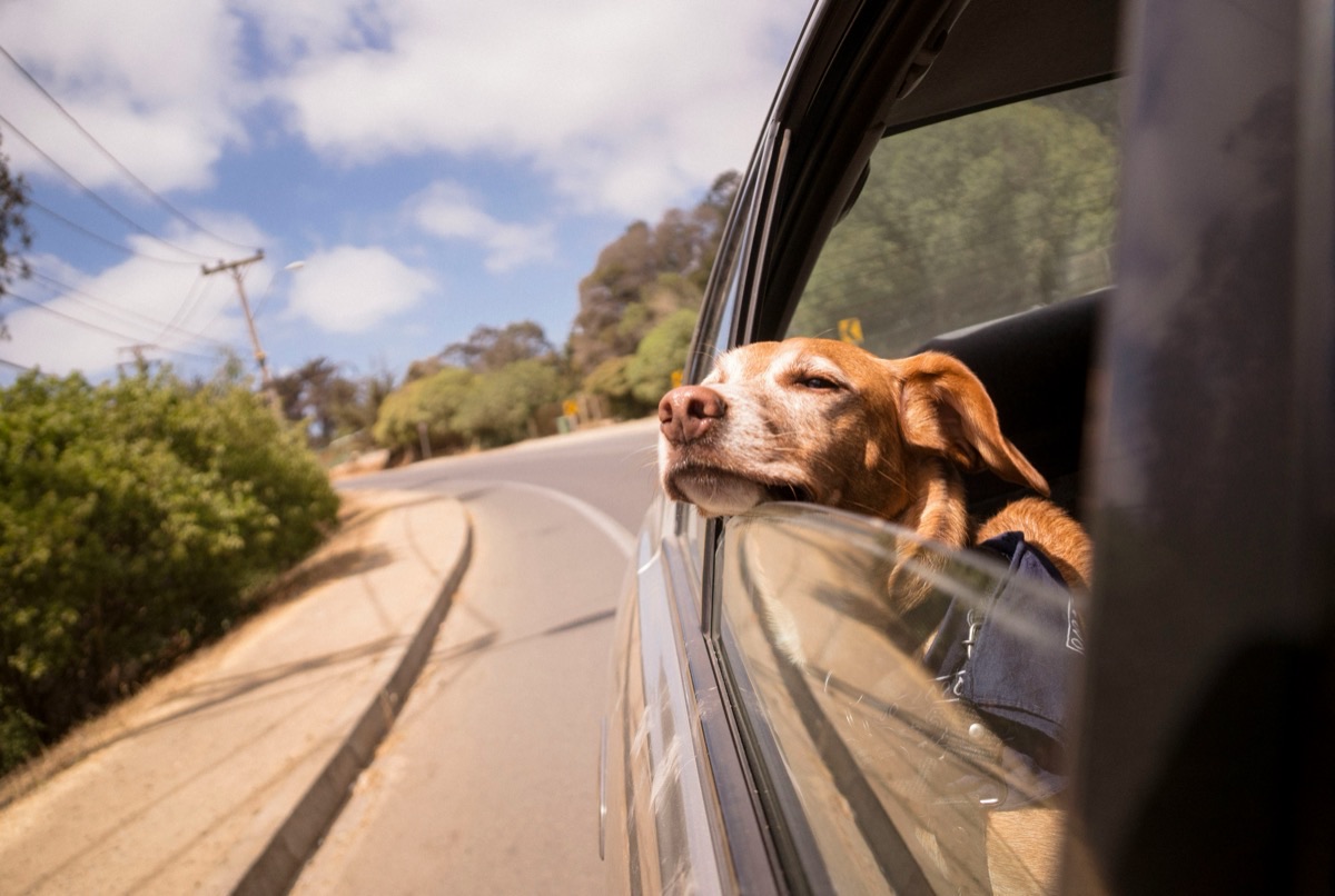 愛犬と一緒に旅行するイメージ