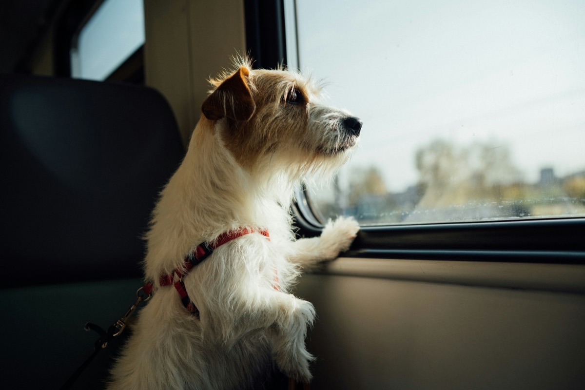 車で旅行する愛犬のイメージ