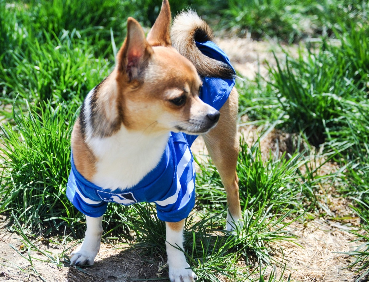 ハーネスをつけた愛犬のイメージ