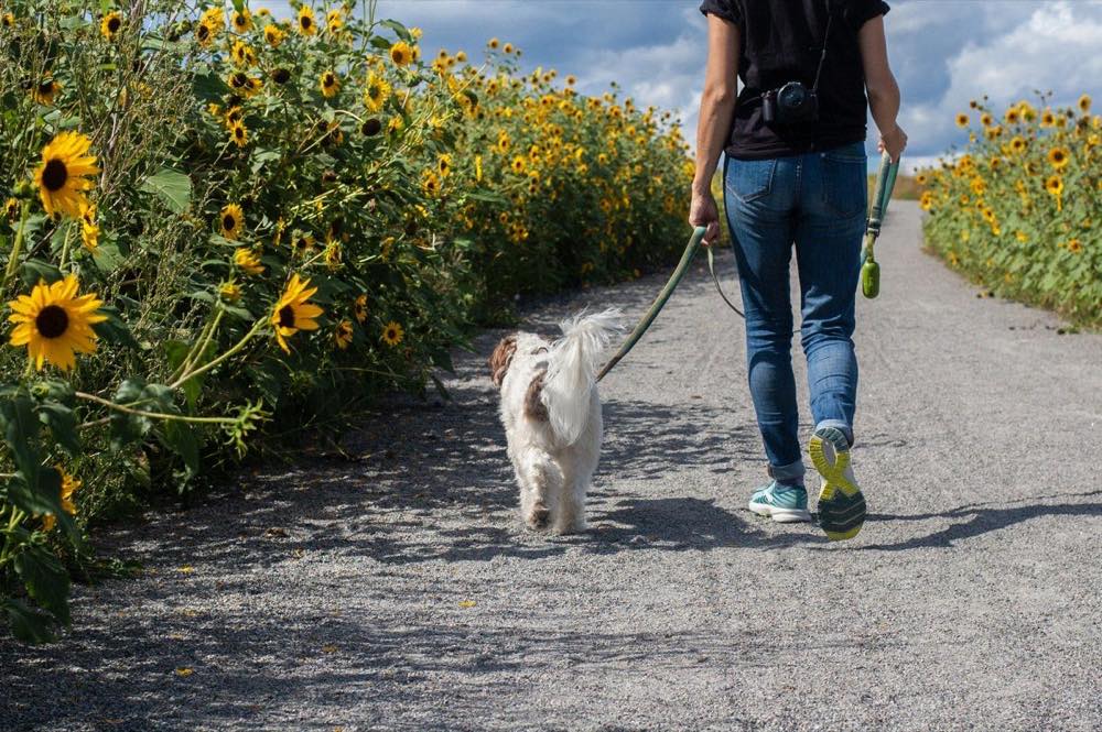 ひまわり畑の小道を愛犬と気持ちよく散歩する飼い主