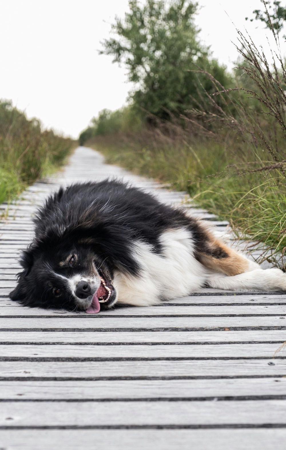 暑さでぐったりして横になっている愛犬