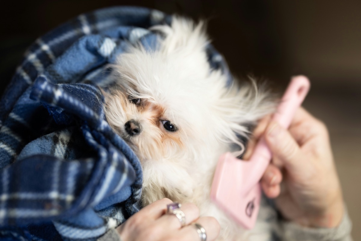 ブラッシングされる愛犬・愛猫のイメージ