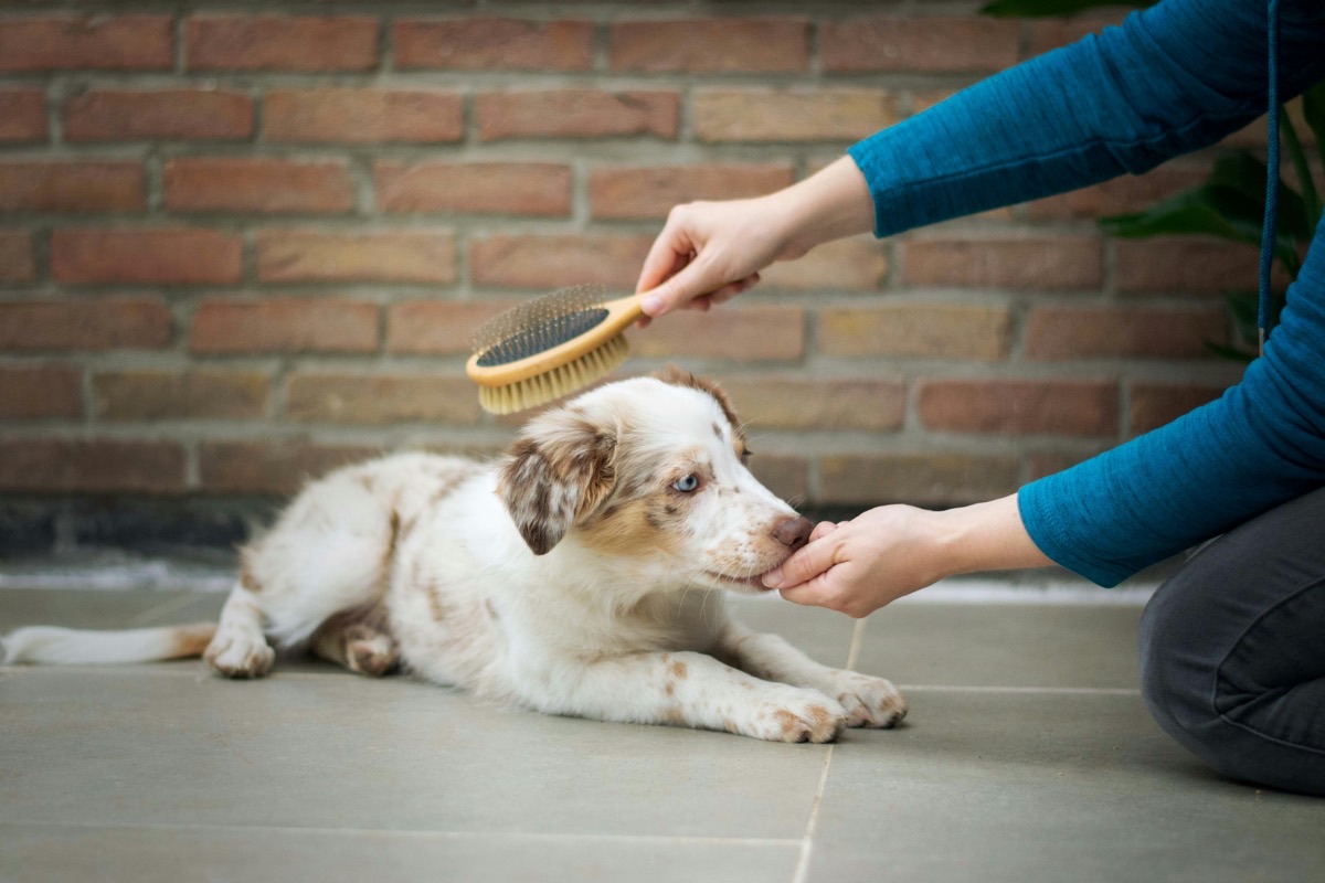 ブラッシングされる愛犬のイメージ