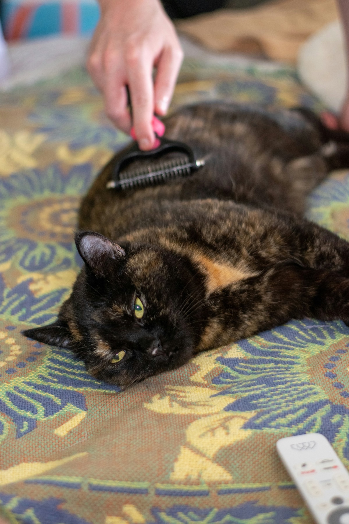 ブラッシングされる愛猫のイメージ