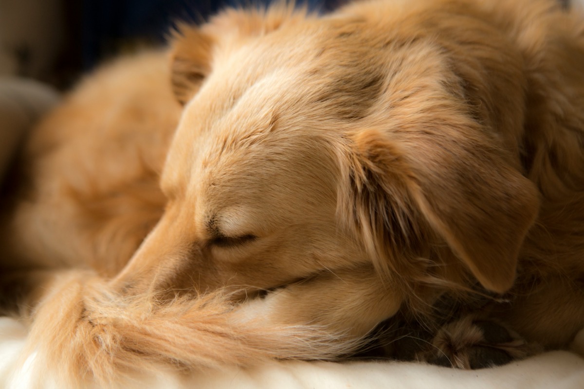 獣医師に健康チェックを受ける愛犬・愛猫のイメージ