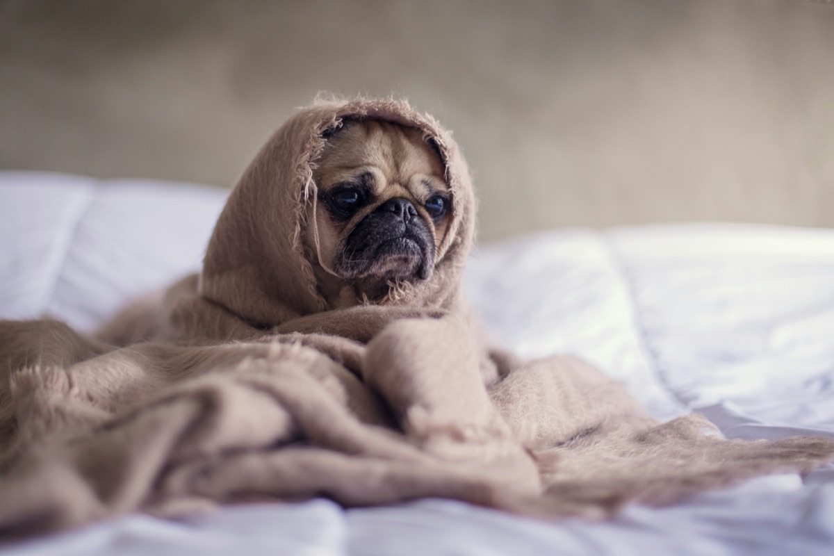 秋の季節の変わり目に体調を崩しやすい愛犬・愛猫のイメージ