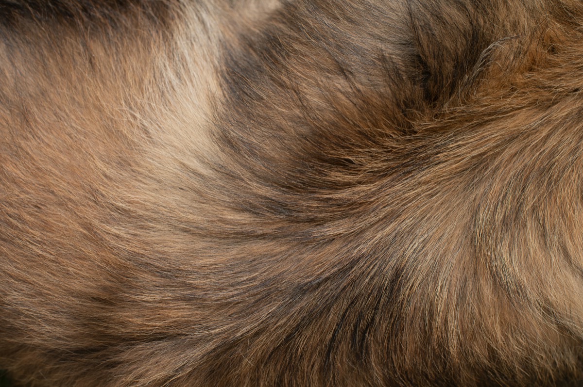 愛犬の秋の健康チェックのイメージ