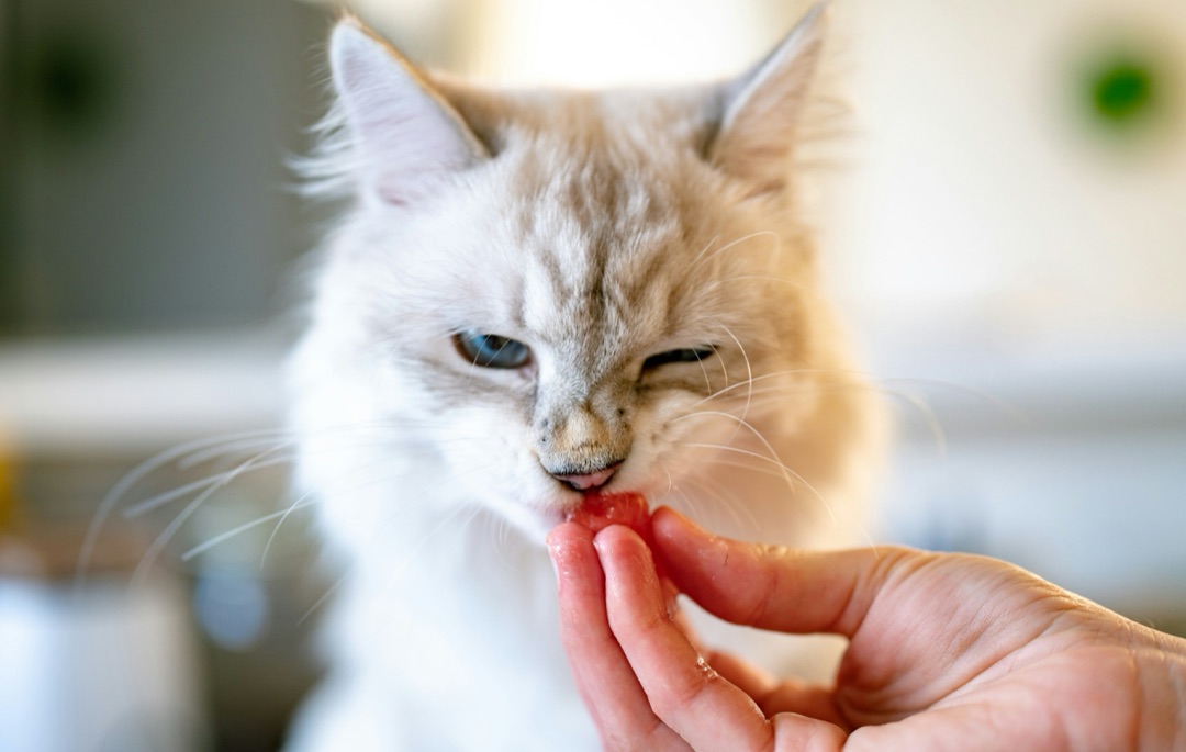 愛猫におやつを与えるイメージ