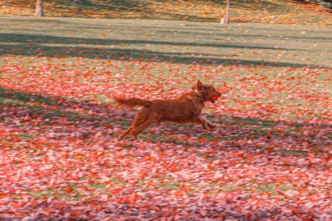 紅葉の中を走る愛犬のイメージ