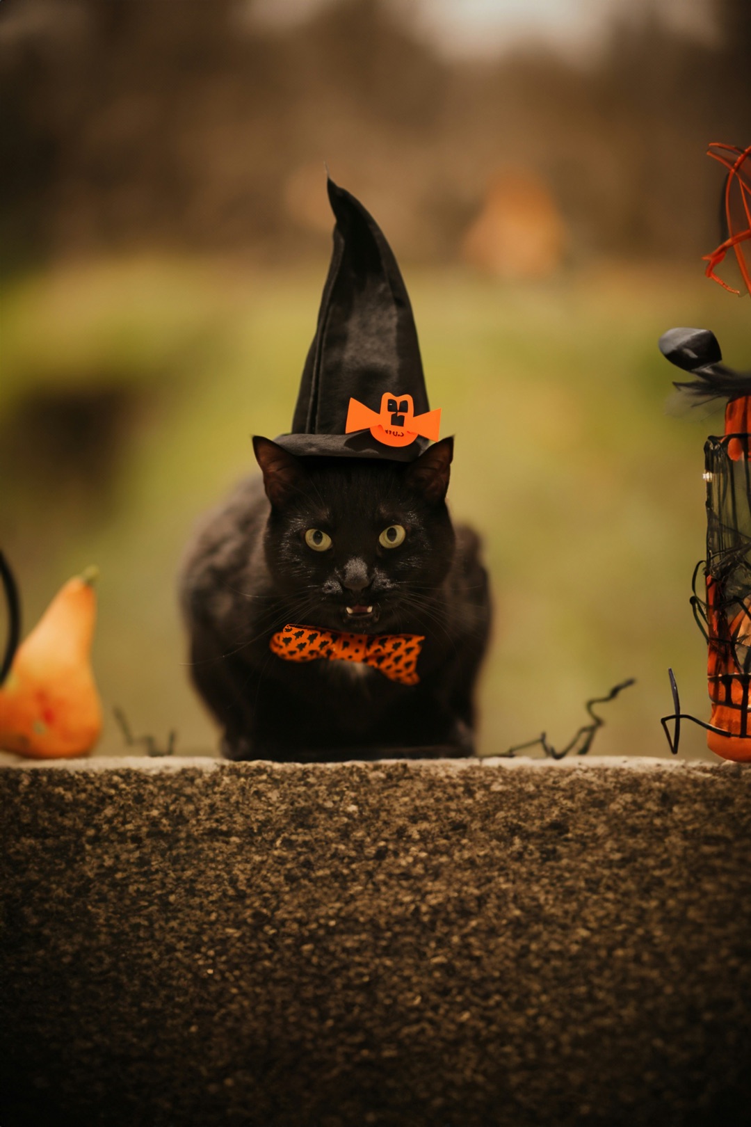 愛犬・愛猫のハロウィン仮装は要注意！ストレスサインと安全な楽しみ方
