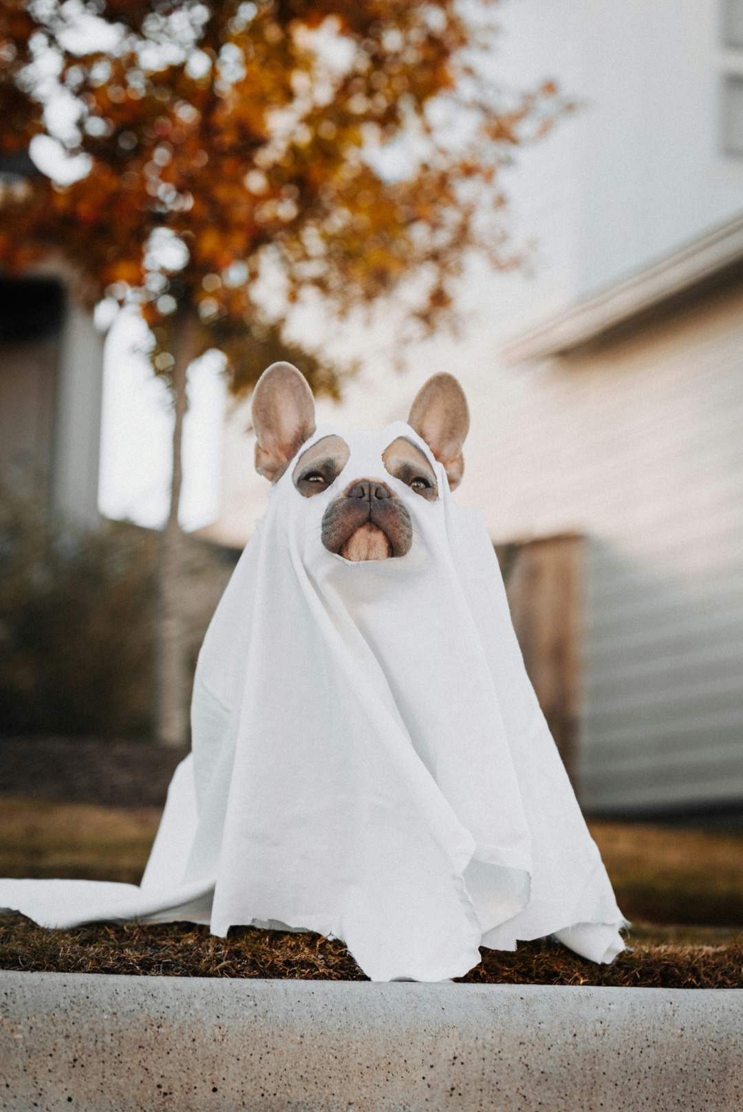 仮装にストレスを感じる愛犬のイメージ