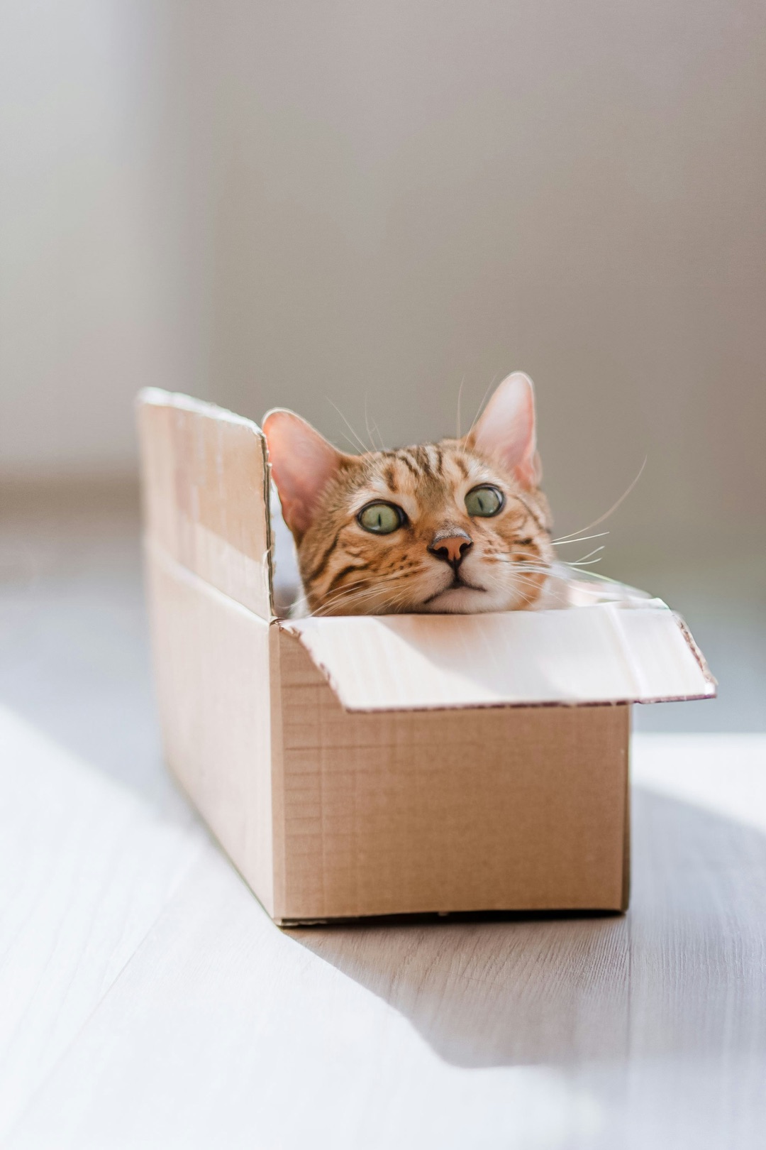 キャリーの中の愛猫