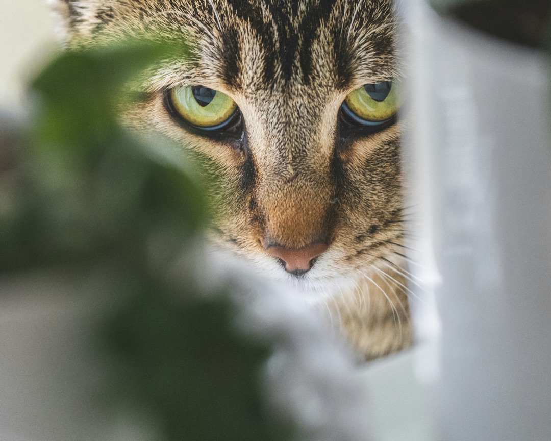 窓辺にいる愛猫