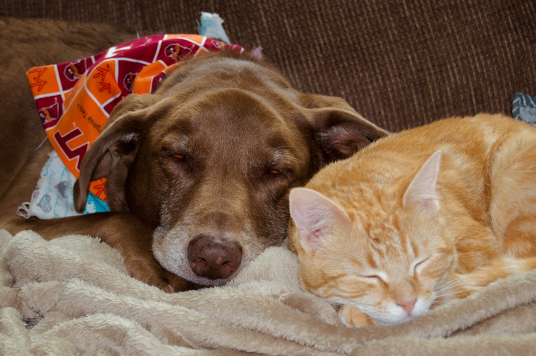 愛犬と愛猫を一緒に飼いたい！犬猫同居を成功させる5つのコツ