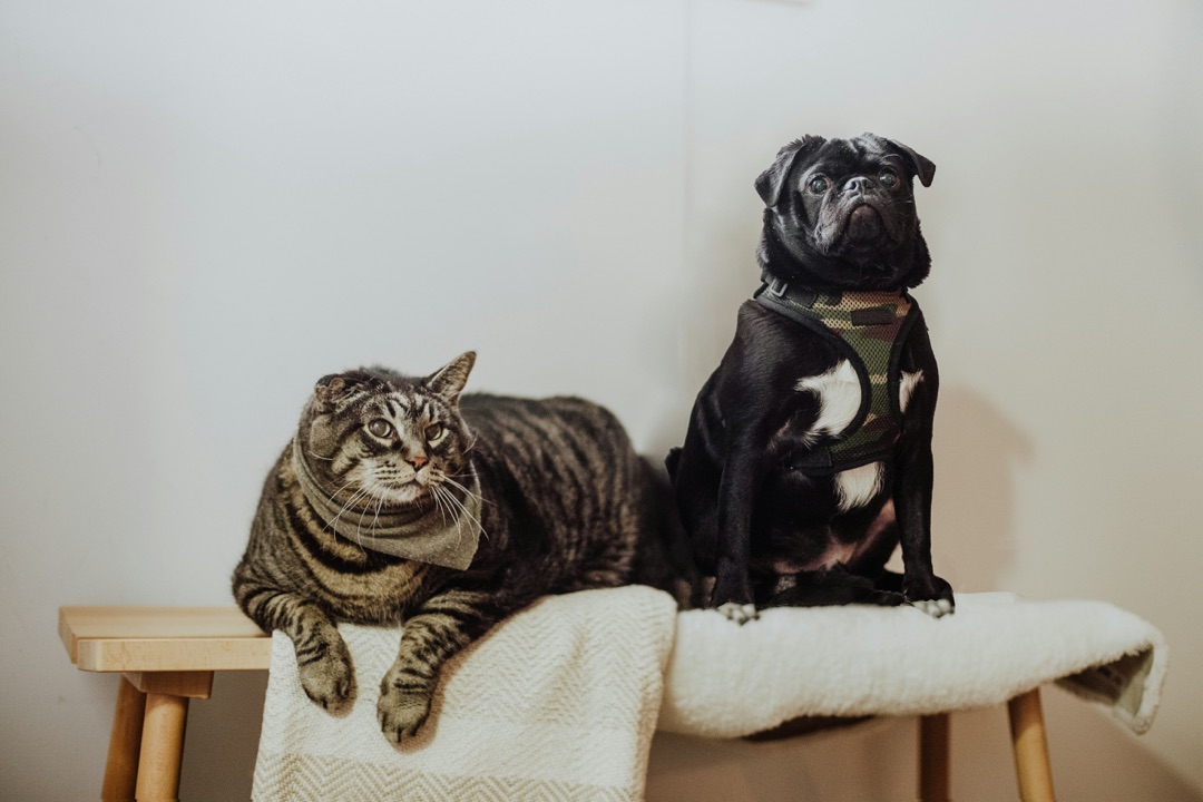 愛犬と愛猫が一緒にくつろぐ様子