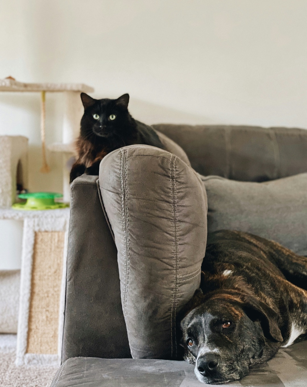 それぞれの居場所でくつろぐ犬と猫