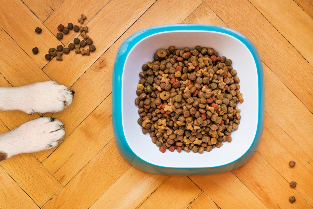 ごはんを食べる愛犬