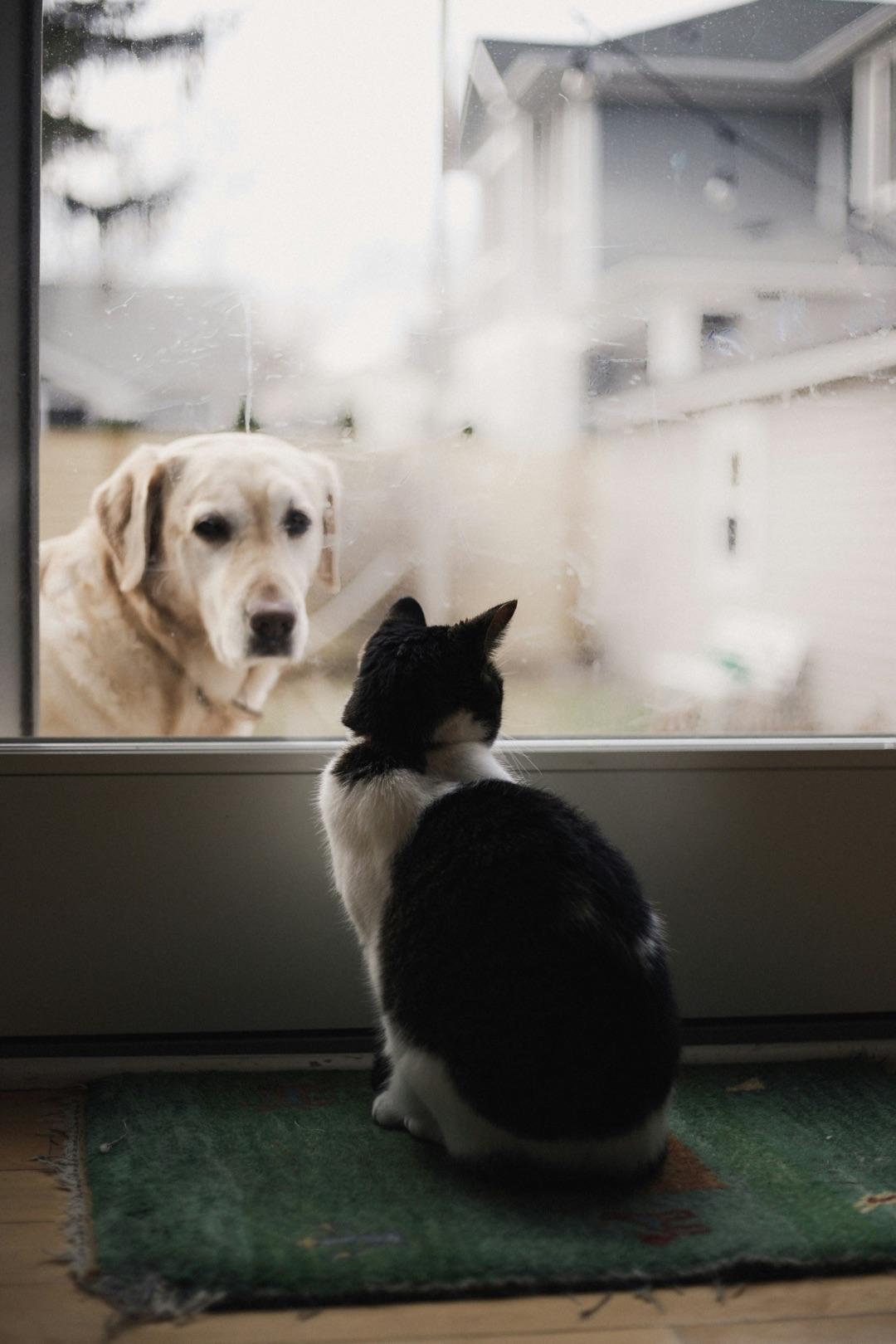 寒暖差で愛犬・愛猫が体調を崩す？季節の変わり目に知っておきたい体調管理術
