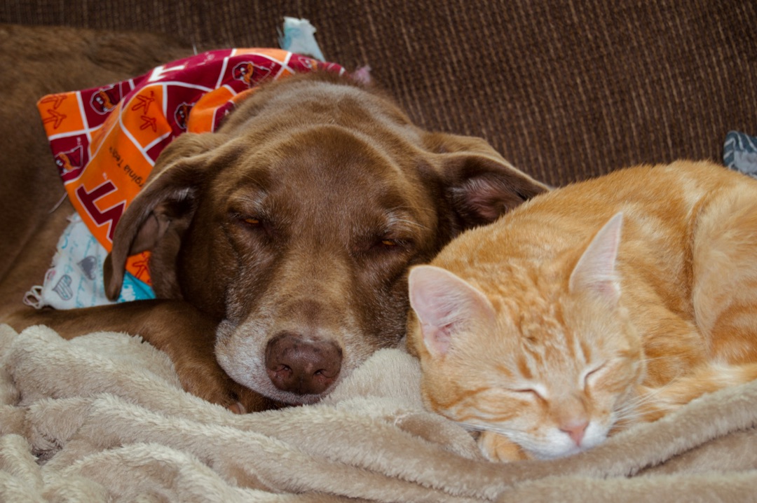 ソファで寄り添う愛犬と愛猫