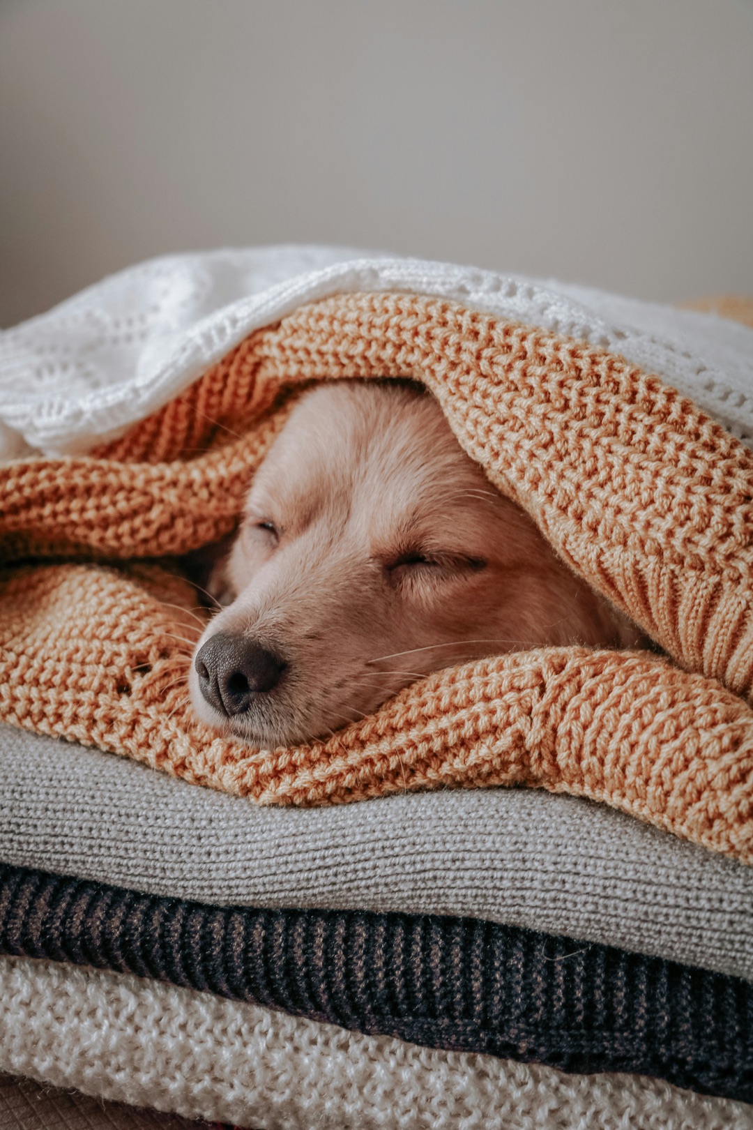 体調を崩してぐったりする愛犬のイメージ