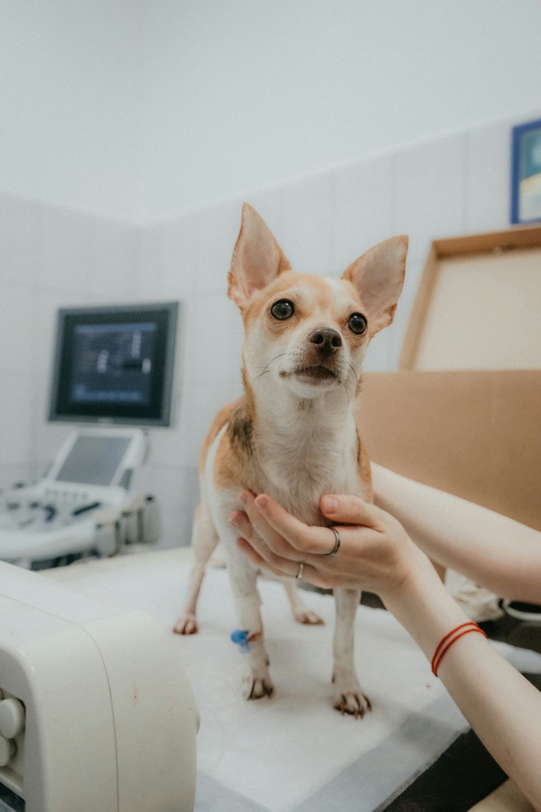 愛犬と愛猫のイメージ
