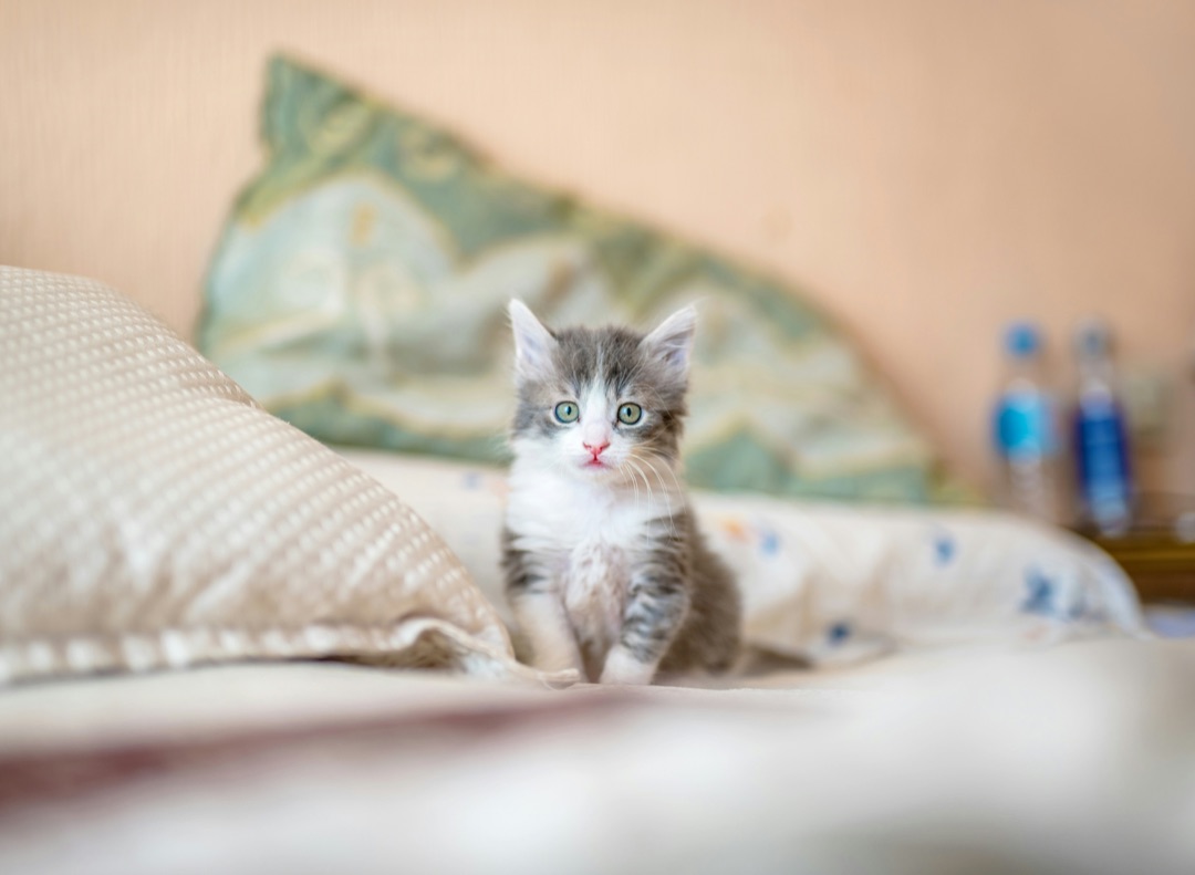 子猫と過ごす時間