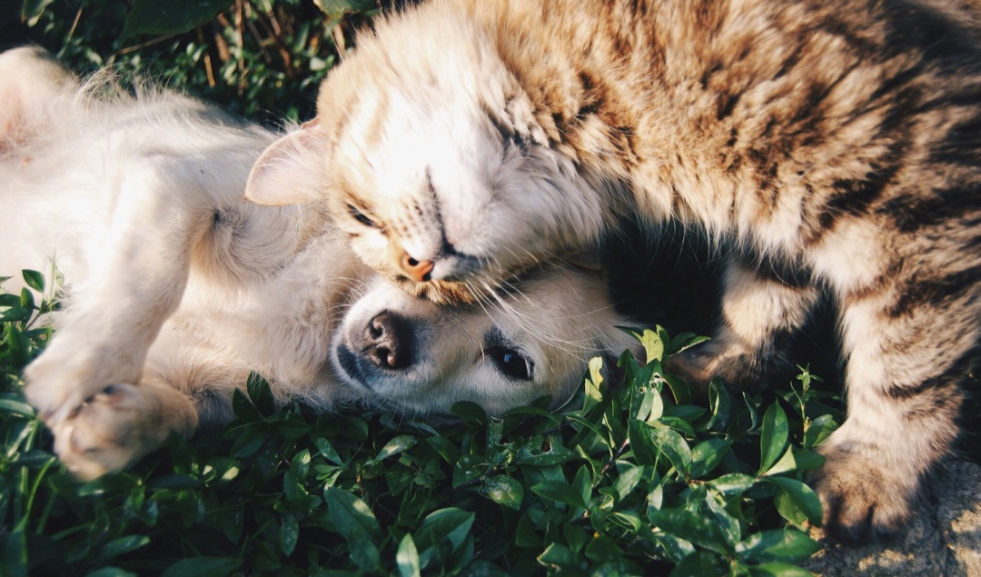 家族と過ごす愛猫