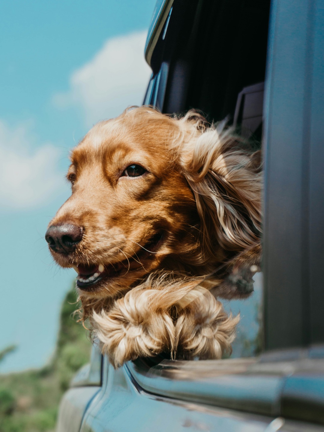 旅行に行く飼い主とペットのイメージ