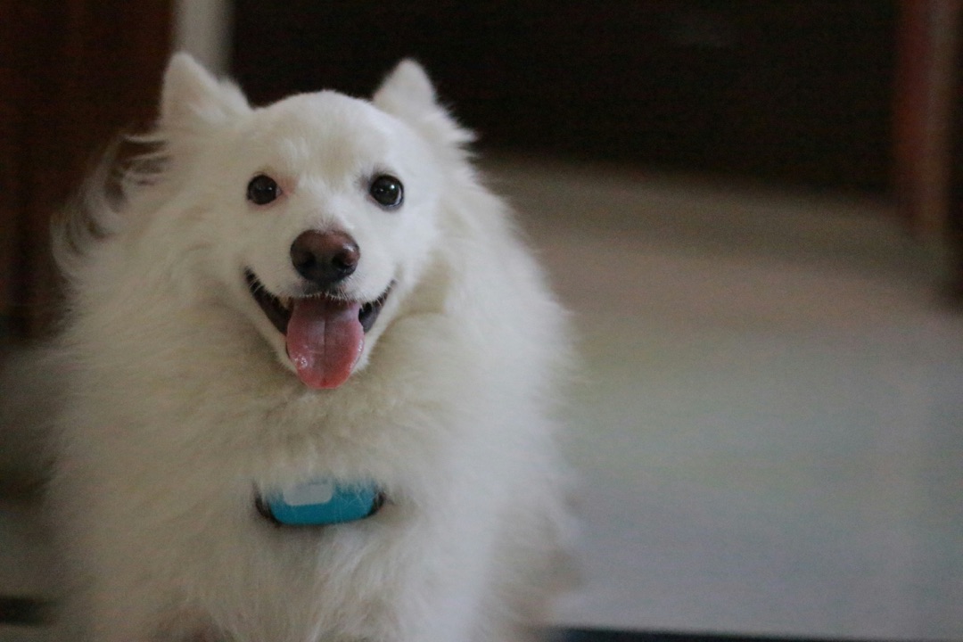 散歩中の愛犬のイメージ