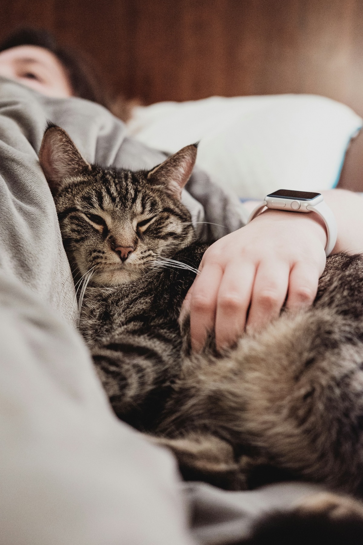飼い主のそばで眠る愛犬と愛猫のイメージ