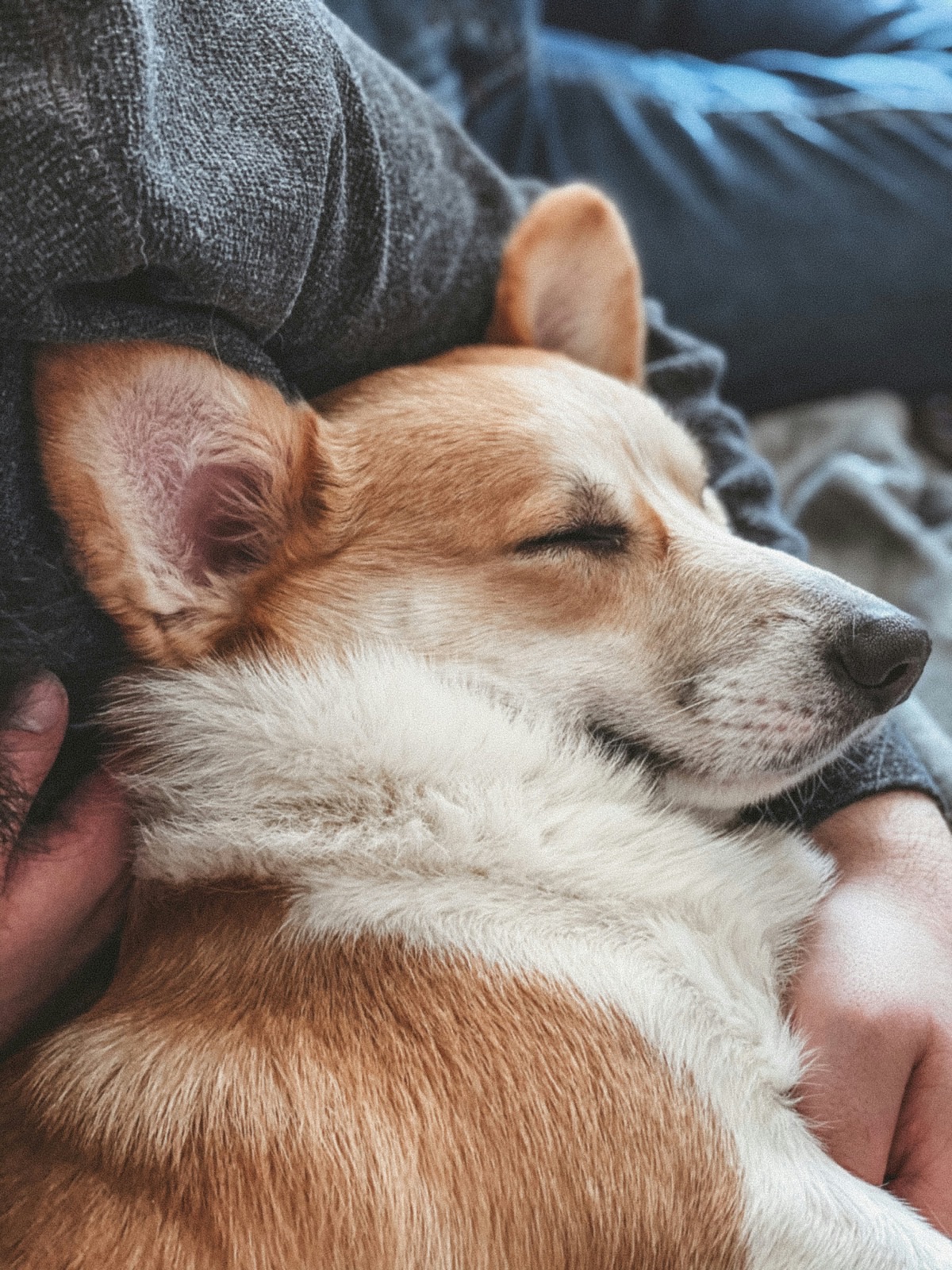 飼い主のそばで寝る愛犬と愛猫のイメージ