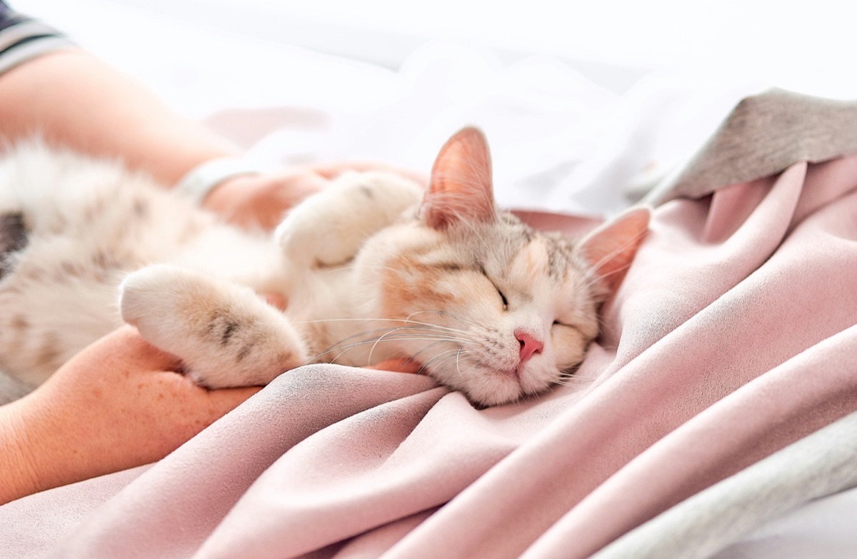 飼い主の横で眠る愛猫のイメージ