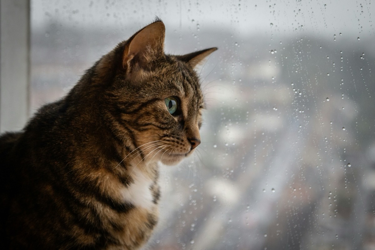 愛犬・愛猫の健康チェック