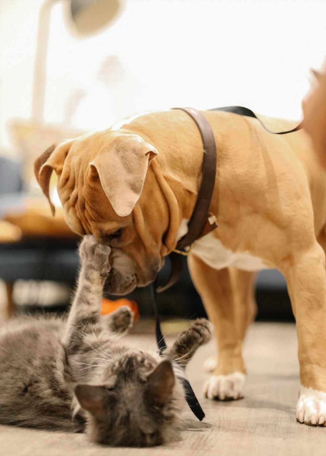 多頭飼いの愛犬と愛猫