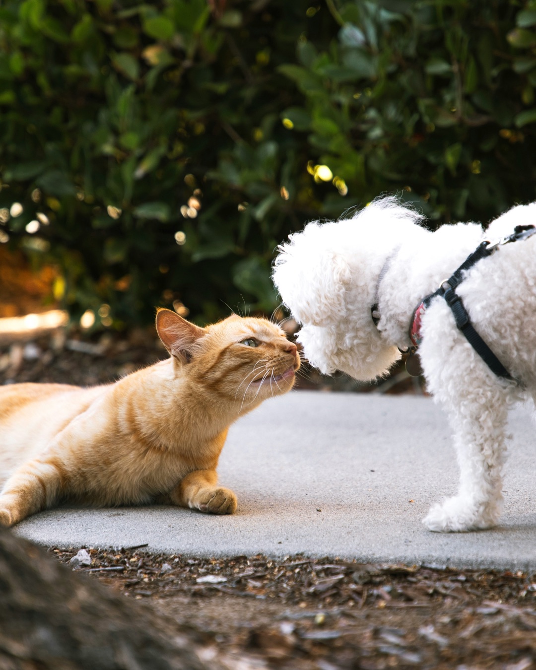 向き合う愛犬と愛猫