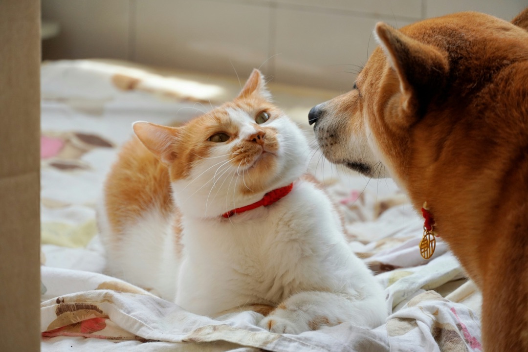 じゃれ合う愛犬と愛猫