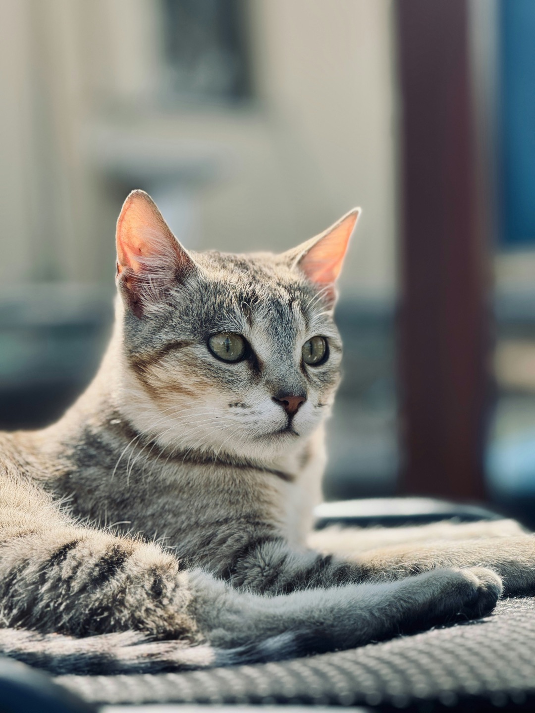 仲良く過ごす愛犬と愛猫