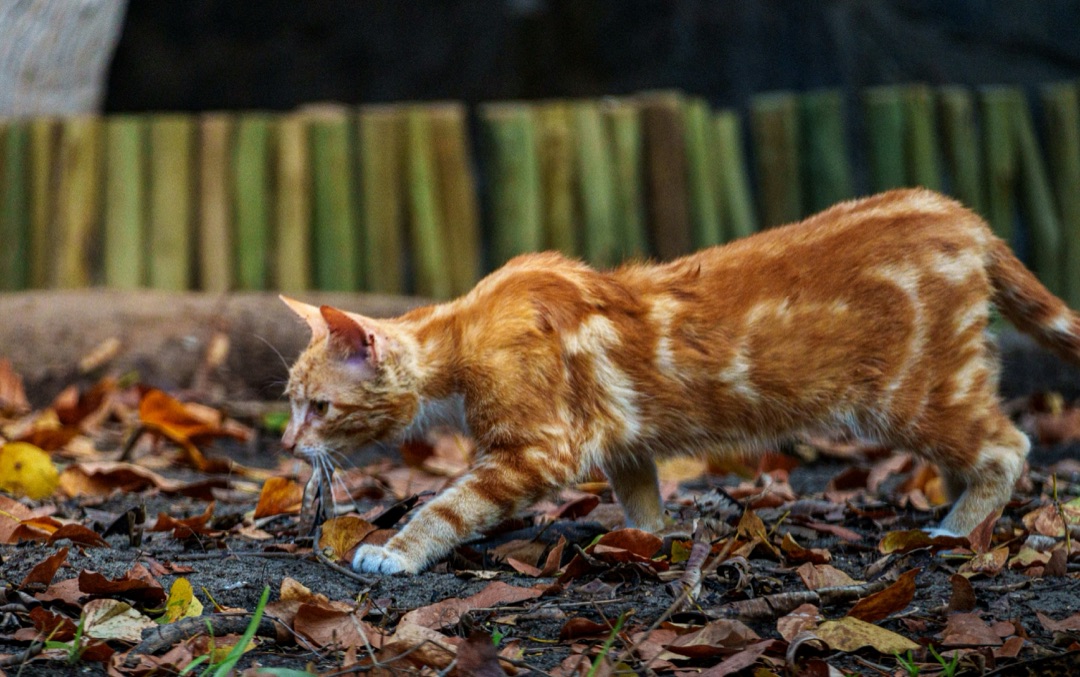 窓辺にいる愛猫のイメージ