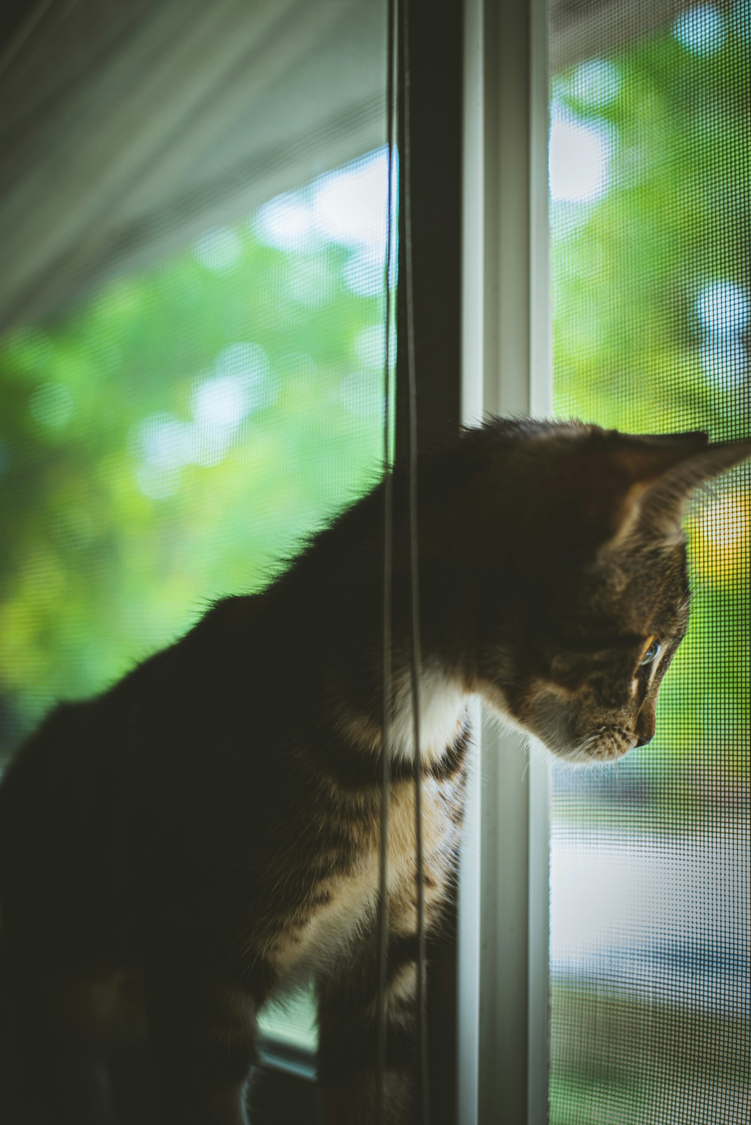 外を見つめる愛猫