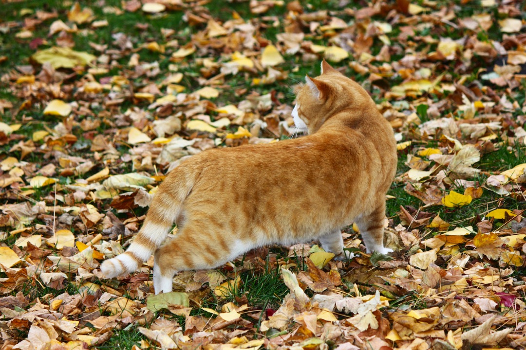 窓辺の愛猫のイメージ