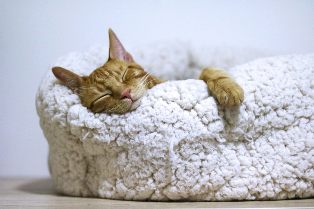 くつろぐ愛猫