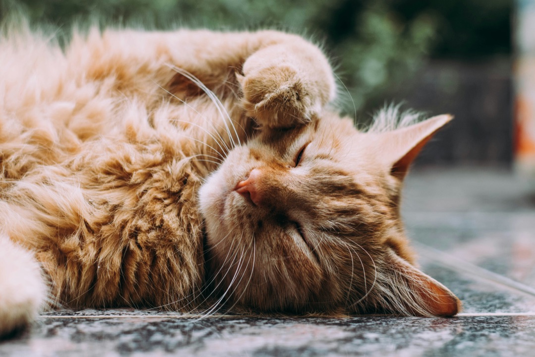 愛猫の秋の換毛期はストレスに注意！抜け毛ケアと体調管理のコツ