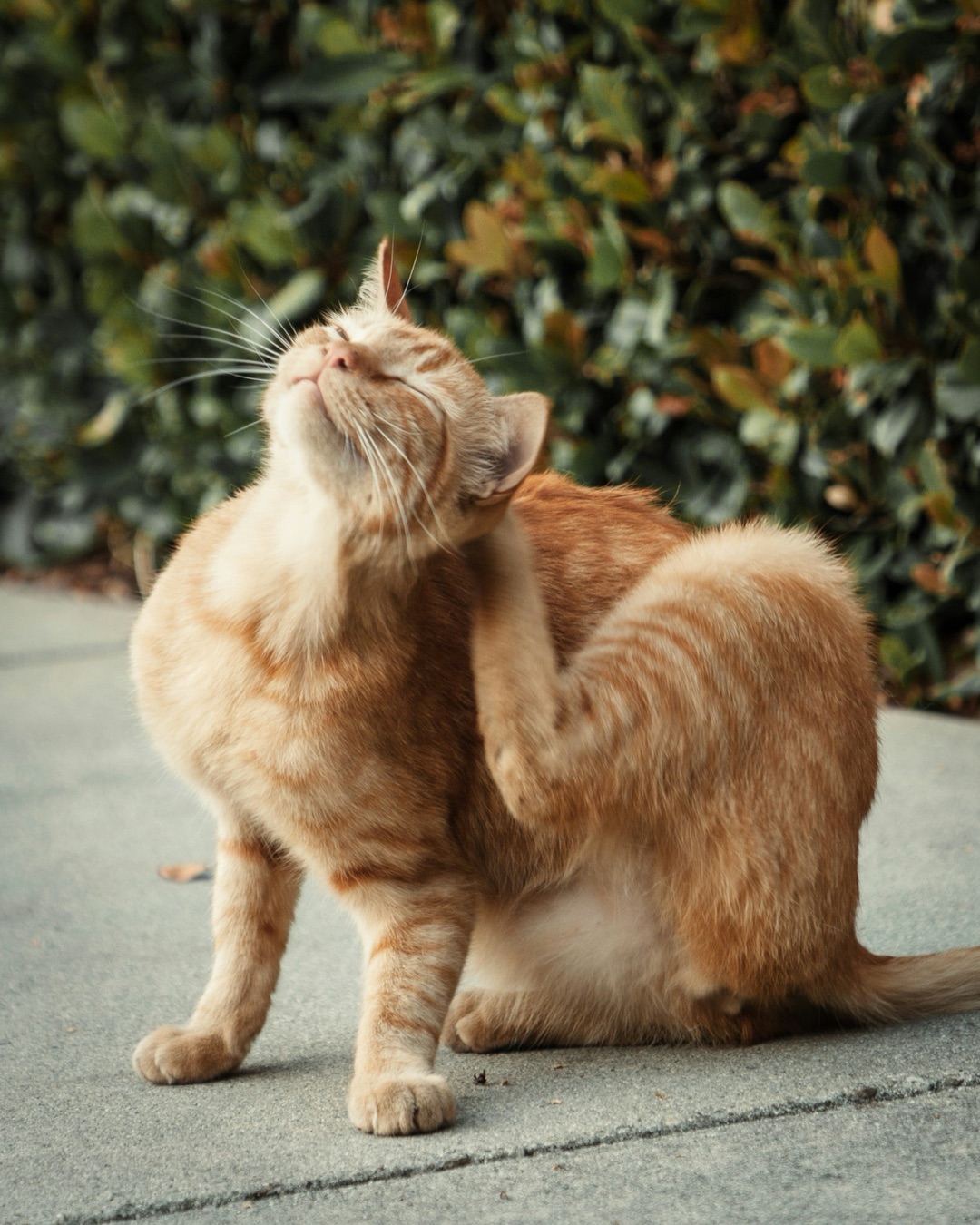 毛づくろいをする愛猫