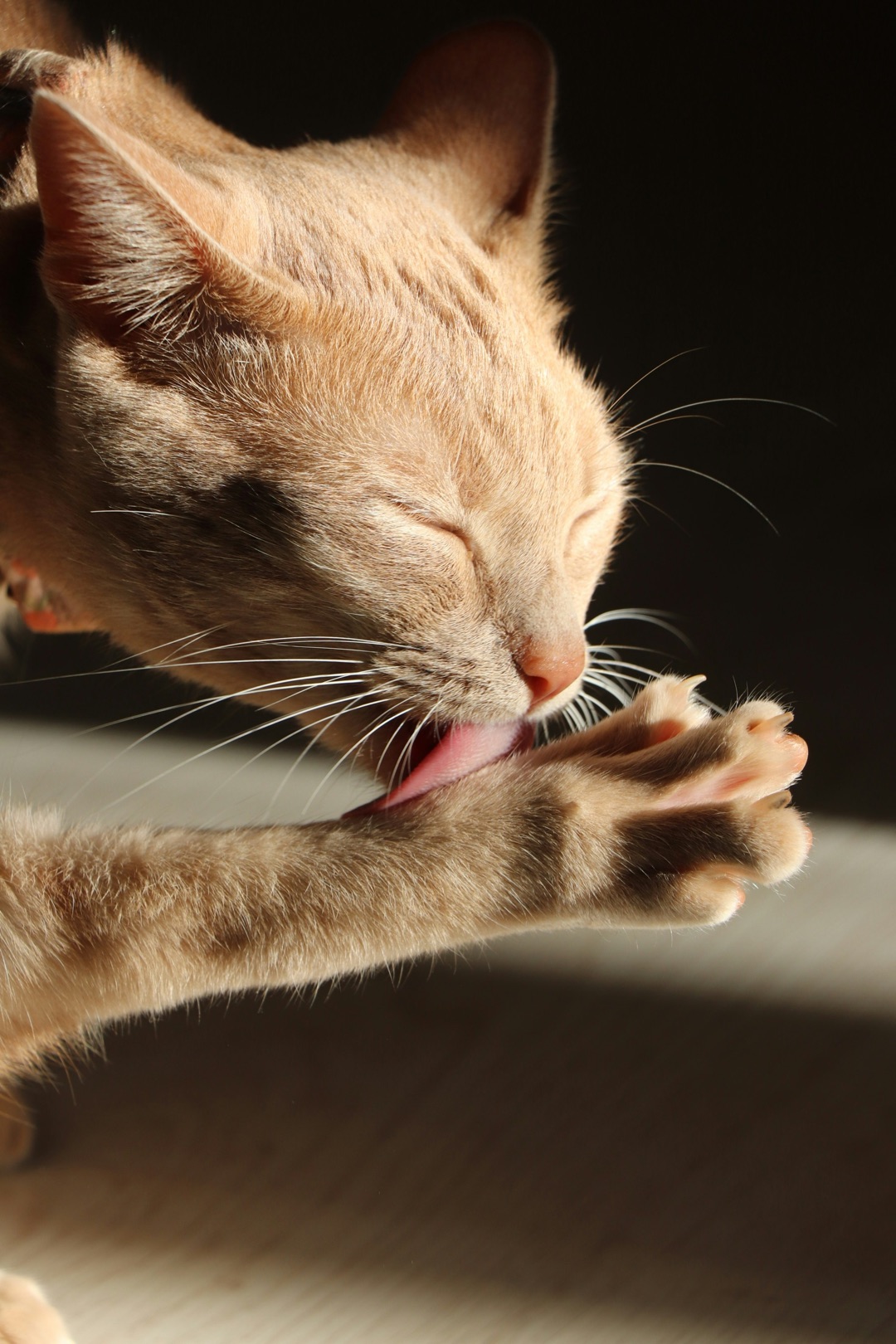 じっとこちらを見つめる愛猫