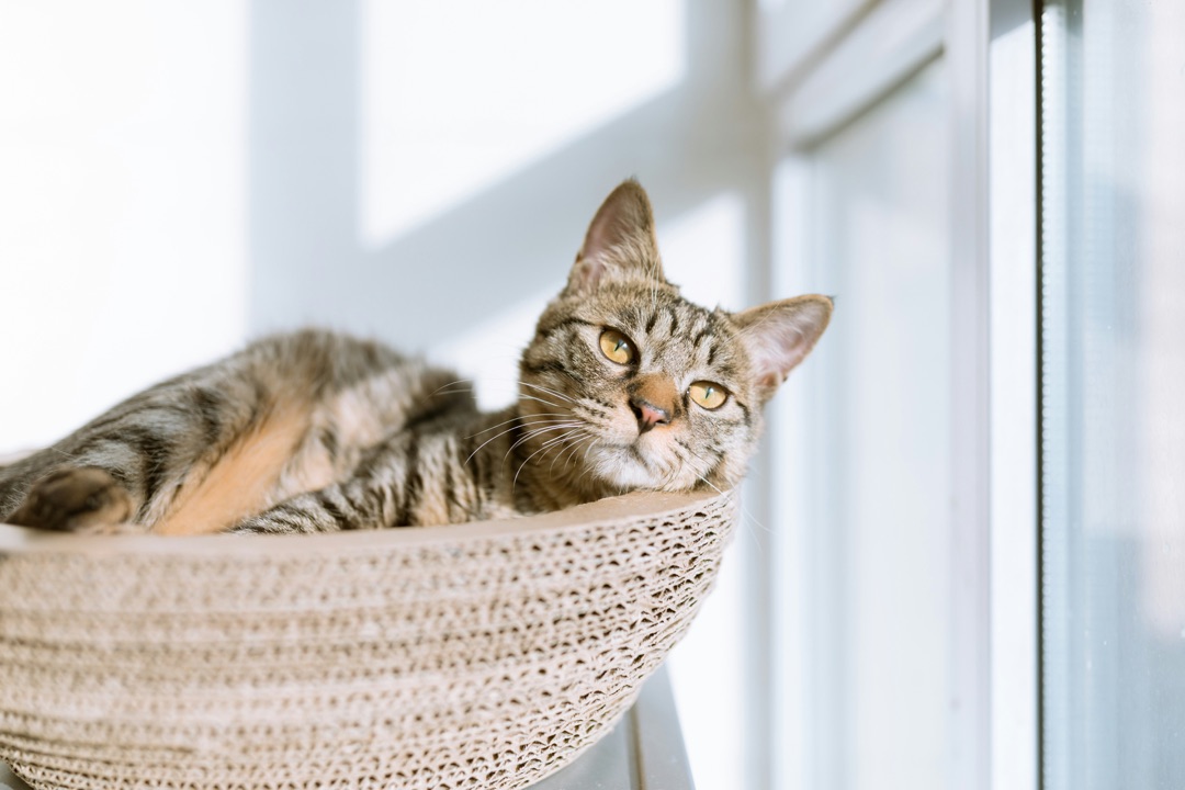 窓辺でくつろぐ愛猫