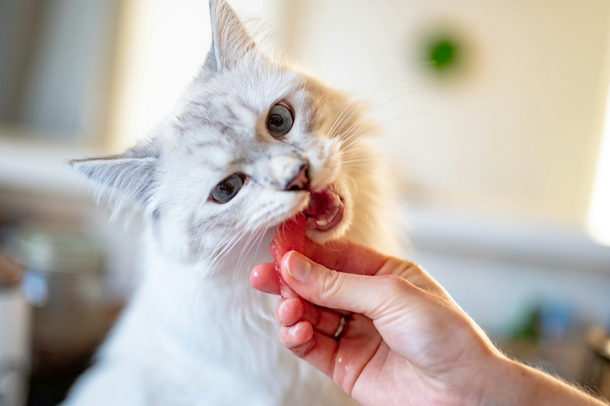 甘噛みする愛猫